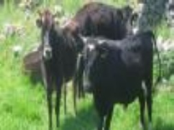 The Great Demand For Organic Meat in Ayvac�k