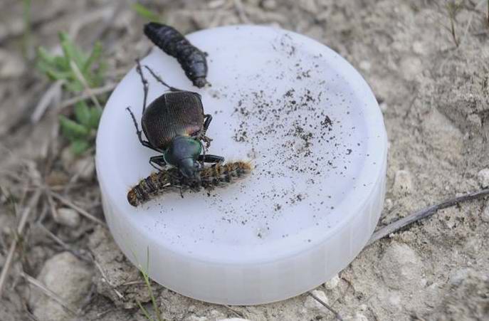  Terminatör Böcekler Gelibolu Yarımadasında Doğayı Koruyacak 