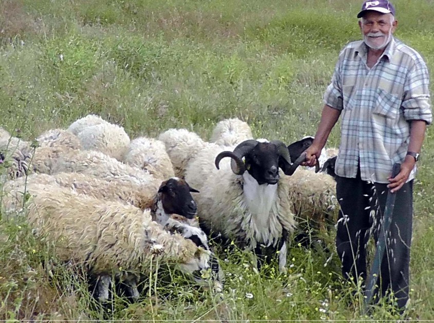  Bu Devirde Çoban Bulmak Çok Zor 