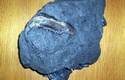  Gelibolu'da Kömürün İçinden Fosil Çıktı   