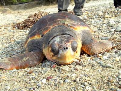  Deniz Kaplumbağası Doğal Ortamına Bırakıldı 