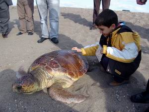 Tedavi Edilen Deniz Kaplumbağası Doğal Ortama Bırakıldı 