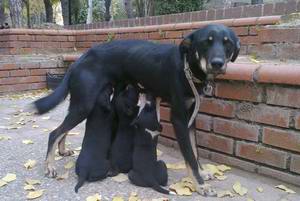  Vicdansızlar Yavru Köpekleri Parka Bırakıp Gittiler 