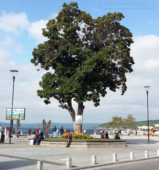 Çanakkale Manolya Ağacı