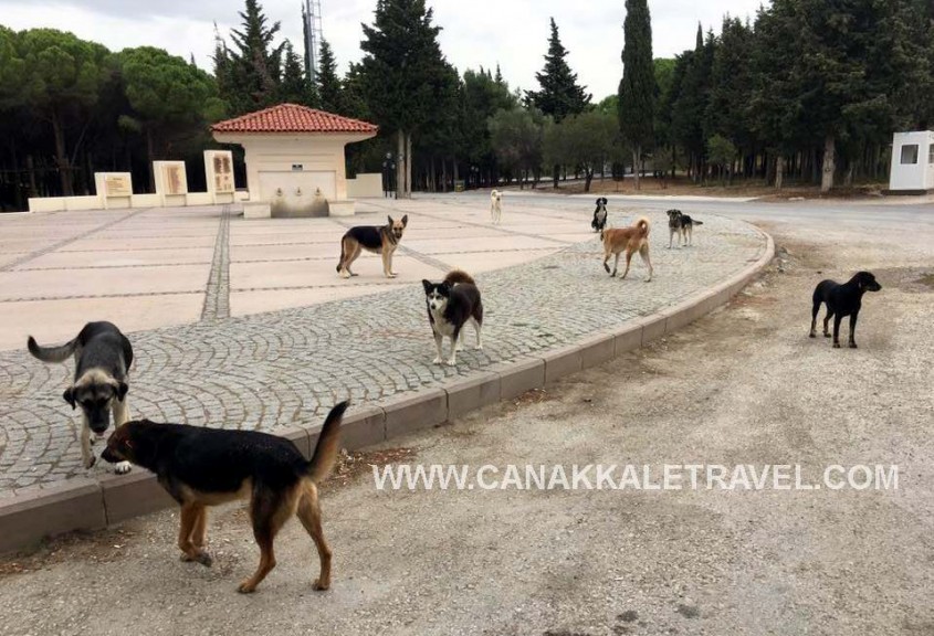  Gelibolu Yarımadası’nda Başıboş Köpek Tedirginliği 