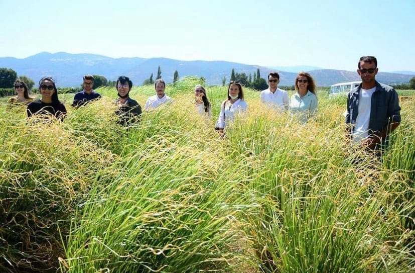  Gelibolu Yarımadası’ndaki Gazi Köylerde Şifa Çiçekleri Açıyor 