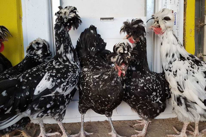  Çanakkale, Süs Tavuklarının Görsel Şölenine Hazırlanıyor 