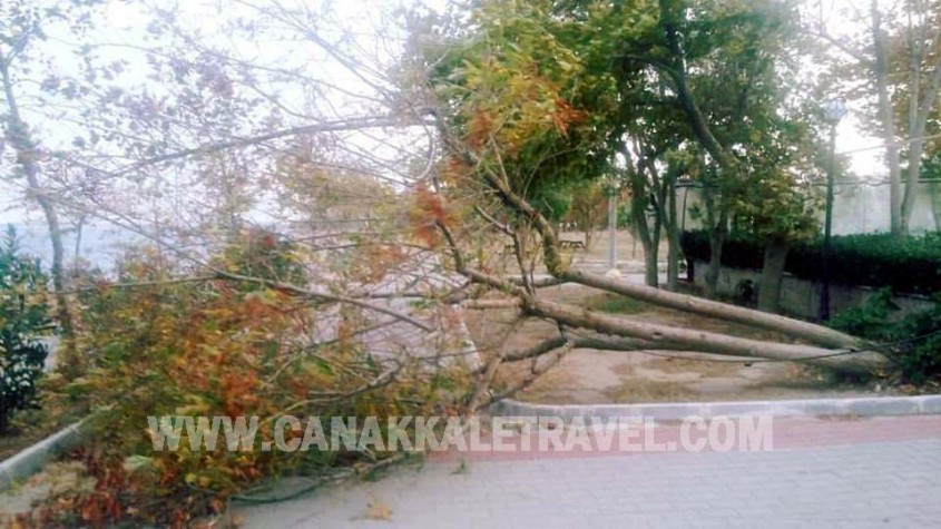  Çanakkale’de Ağaçlar Kökünden Söküldü 