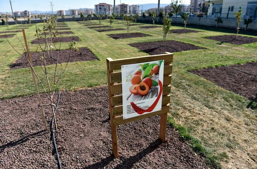  Bu Meyveleri Dalından Ücretsiz Toplayabileceksiniz 