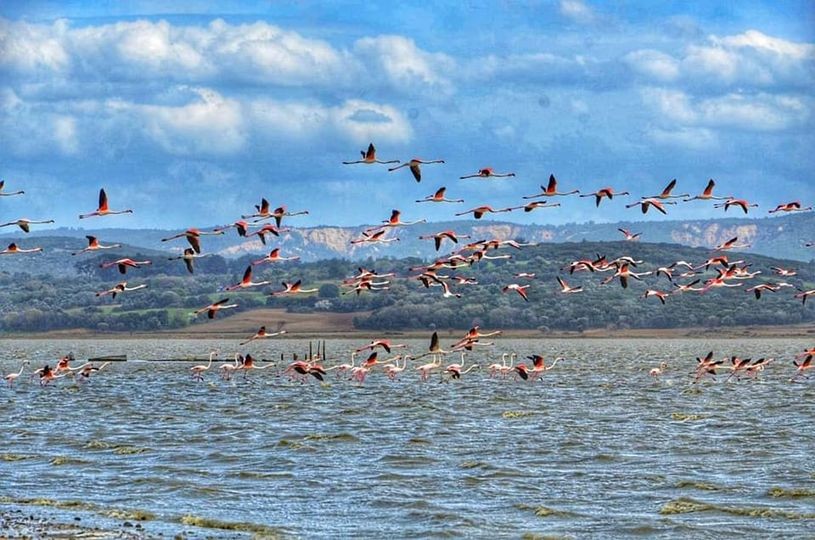  Yüzlerce Flamingo Gelibolu Yarımadası'nda Mola Verdi 